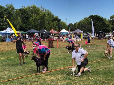 Dogs In The Park NSW St Ives - Tweed Heads Accommodation 0