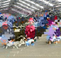 Hamilton Jack Russell Terrier and Hunting Dog Show - Tweed Heads Accommodation