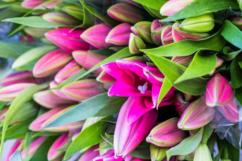 Harvest Launceston Community Farmers' Market - Tweed Heads Accommodation 0