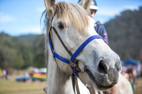 Horses Birthday Festival - Tweed Heads Accommodation 1