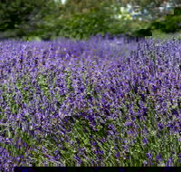 Lavender Herb and Chilli Festival - Tweed Heads Accommodation
