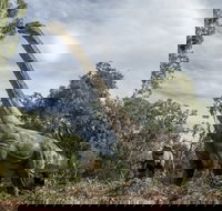 Lost Sanctuary at Healesville Sanctuary - Tweed Heads Accommodation