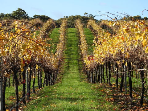 Miners Ridge Wine Tasting - Tweed Heads Accommodation 0