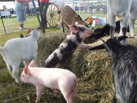 Primex Field Days - Online Virtual Event - Tweed Heads Accommodation 2