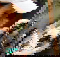 Animal Training and Conditioning - Sept - Tweed Heads Accommodation