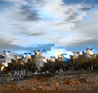 Annual Bredbo Sheep Dog Trials - Tweed Heads Accommodation
