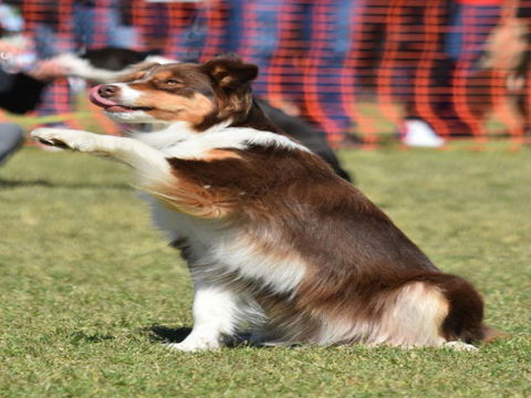 Dogs In The Park NSW Orange - Tweed Heads Accommodation 0