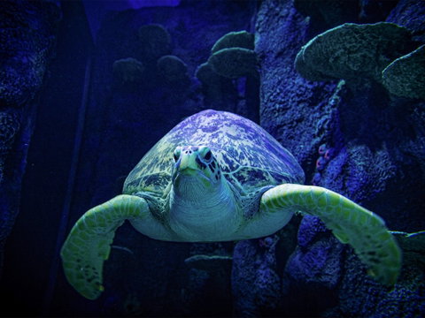 Sydney's Aquarium - Tweed Heads Accommodation 0