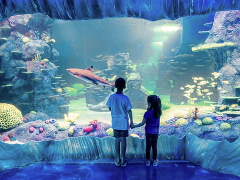 Sydney's Aquarium - Tweed Heads Accommodation 1