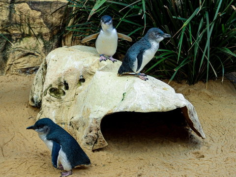 Sydney's Aquarium - Tweed Heads Accommodation 2