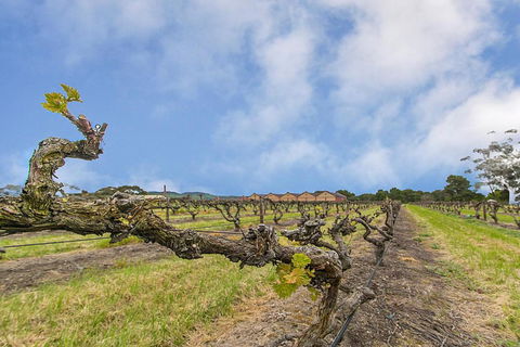 Barossa Vineyard Guesthouse - Tweed Heads Accommodation 5
