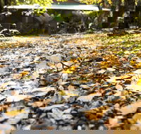 Cradle Forest Inn - Tweed Heads Accommodation