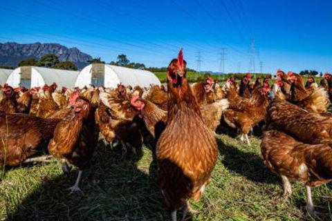 Carinya Farm Holiday Retreat - Tweed Heads Accommodation 7