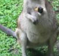 Bluewater Bed  Breakfast Cairns - Tweed Heads Accommodation