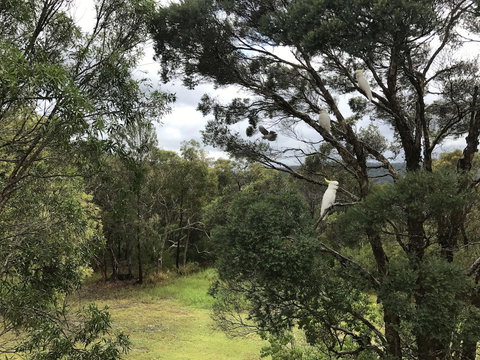 Kookaburra Retreat - Tweed Heads Accommodation 5