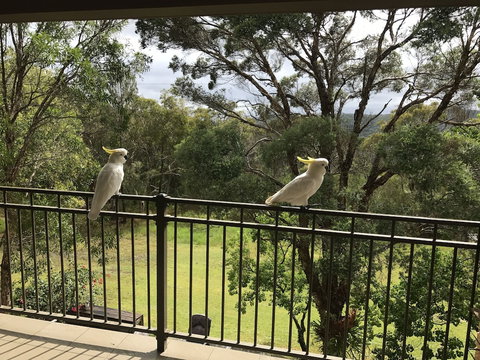 Kookaburra Retreat - Tweed Heads Accommodation 4
