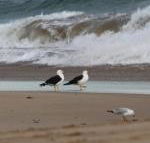 Baillieu Breeze - Tweed Heads Accommodation