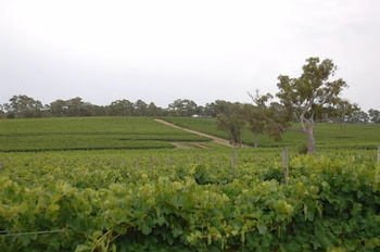 Barristers Block Vigneron Villa - Tweed Heads Accommodation 6
