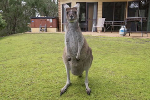 Yelverton Brook Conservation Sanctuary - Tweed Heads Accommodation 0
