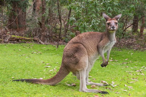 Yelverton Brook Conservation Sanctuary - Tweed Heads Accommodation 4