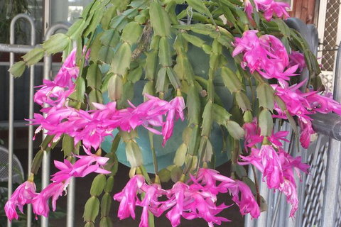 Kathys Place Bed And Breakfast - Tweed Heads Accommodation 1