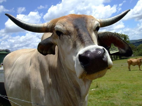 Escape To The Country - Enjoy The Firepit Or Explore Magical Bunya Mountains - Tweed Heads Accommodation 4