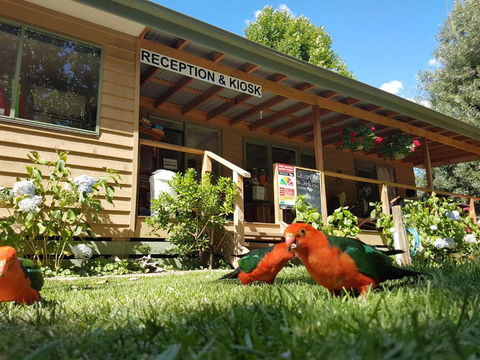 Jamieson Caravan Park - Tweed Heads Accommodation 4