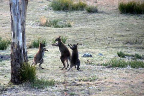 The Great House Bnb - Tweed Heads Accommodation 2