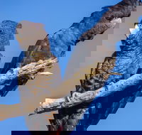 Bussells Bushland Cottages - Tweed Heads Accommodation