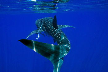 Apartments Located At Blue Seas Resort - Tweed Heads Accommodation 1