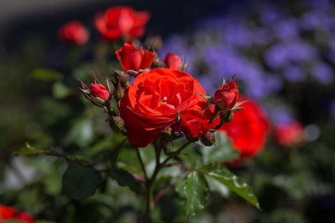 Willows Motel - Tweed Heads Accommodation 5