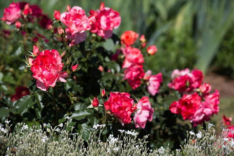 Willows Motel - Tweed Heads Accommodation 2