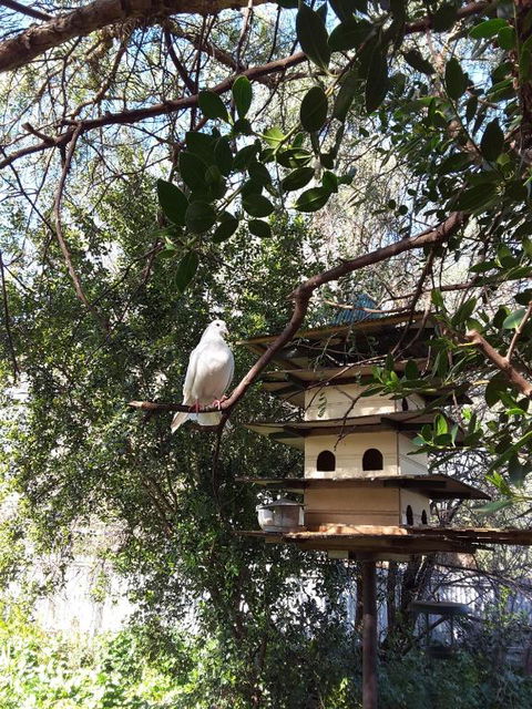 The Dove Cote - Tweed Heads Accommodation 5