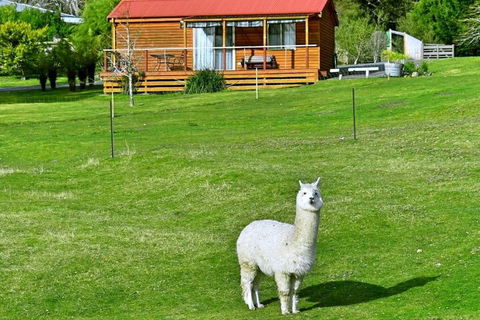 Maydena Mountain Cabins - Tweed Heads Accommodation 2