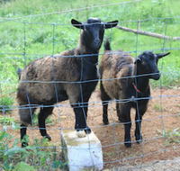 Alstonville Country Cottages - Tweed Heads Accommodation
