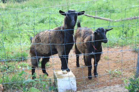 Alstonville Country Cottages - Tweed Heads Accommodation 0