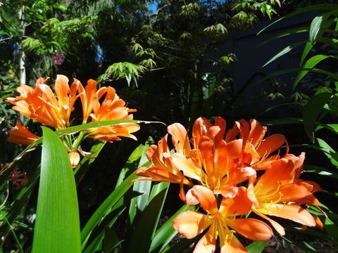 The Gallery Accommodation McCrae - Tweed Heads Accommodation 5