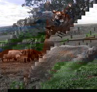 Morella Farm Stay - Tweed Heads Accommodation
