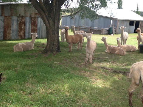 Glen Waverly Farmstay - Tweed Heads Accommodation 1