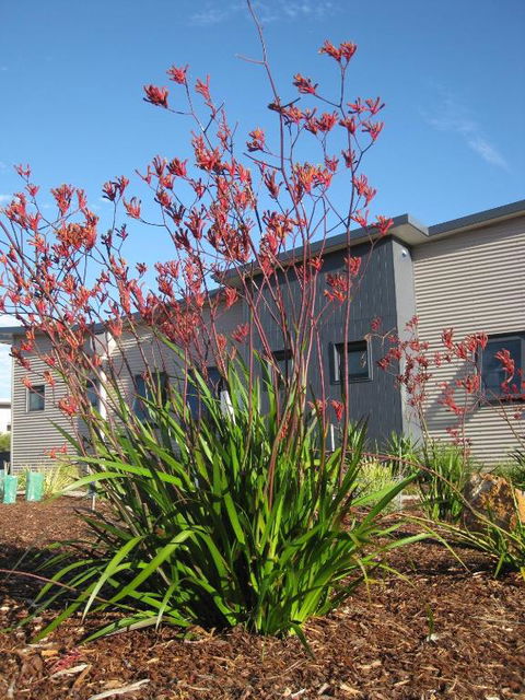 Hartzell One Seven - Tweed Heads Accommodation 4