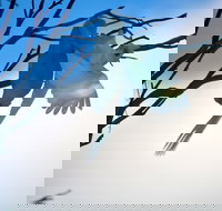 Tenterfield Cottage Holiday House - Tweed Heads Accommodation