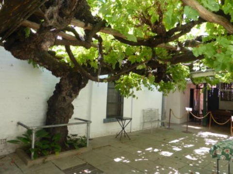 The Vine - Tweed Heads Accommodation 0