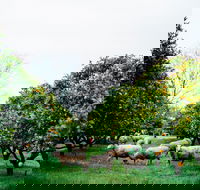 Cambray Cheese Farm Shop - Tweed Heads Accommodation