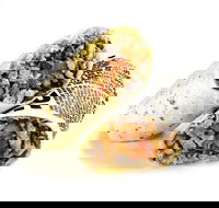 Guzman y Gomez - Hamilton - Tweed Heads Accommodation