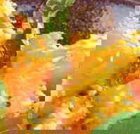 Spice Village - Tweed Heads Accommodation