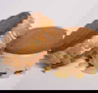 Gelato Messina - South Brisbane - Tweed Heads Accommodation