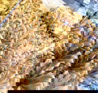 Hawat Pastry - Tweed Heads Accommodation