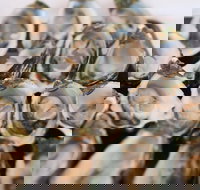 S.D. Caputo And Sons