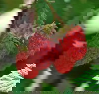 Westerway Raspberry Farm - Tweed Heads Accommodation