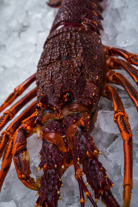 Lobster Shack Tasmania - Tweed Heads Accommodation 0